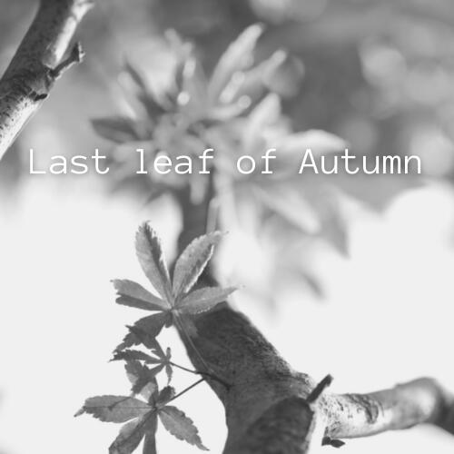 Last Leaf of Autumn